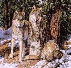 Wolf Family